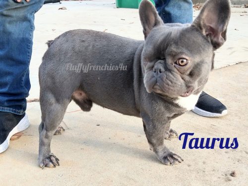 Taurus- Blue quad carrier + testable Bb