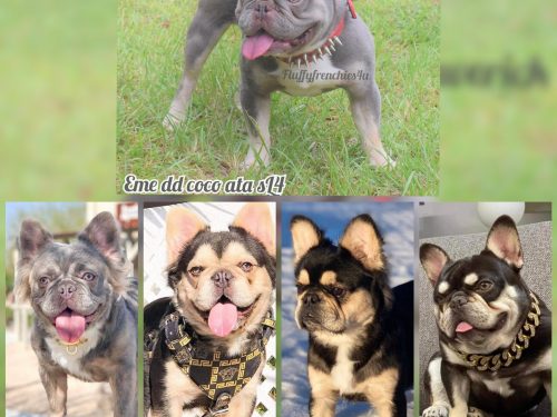 Maverick- Lilac and tan quad carrier+ fluffy