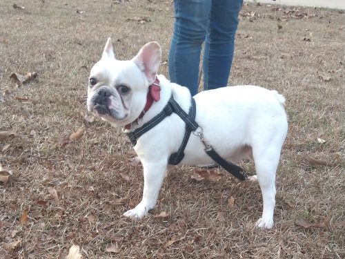 Whip- Cream pied quad carrier+ fluffy+ testable Bb