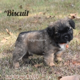 Biscuit- Full fluffy sable male