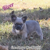 River- Full fluffy blue sable triple carrier