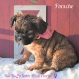 Porsche- Full fluffy sable triple carrier female.