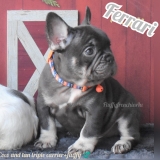 Ferrari- coco and tan triple carrier+ fluffy!