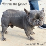 Taurus- Blue quad carrier + testable Bb