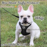 Whip- Cream pied quad carrier+ fluffy+ testable Bb